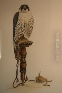 Peregrine Falcon