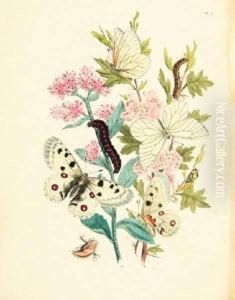 Humphreys & John Obadiah Westwood. British Butterflies And Their Transformations by Henry Noel Shore