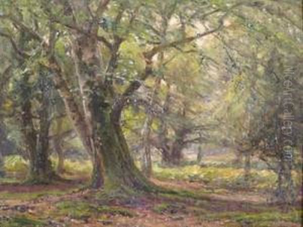 Midsummer In The Woods - view 1