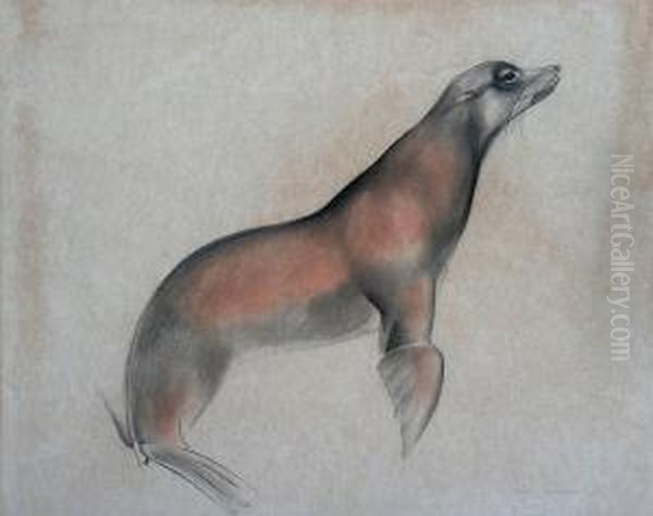 Study Of A Seal - view 1
