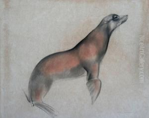 Study Of A Seal by John Skeaping
