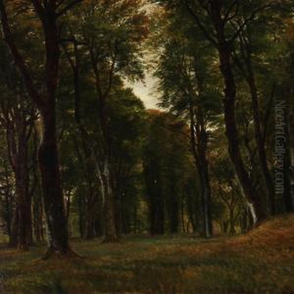 Forest Scene With Tall Trees - view 1