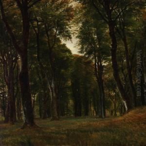 Forest Scene With Tall Trees