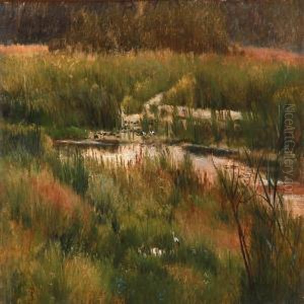 Summer Day At A Bog - view 1