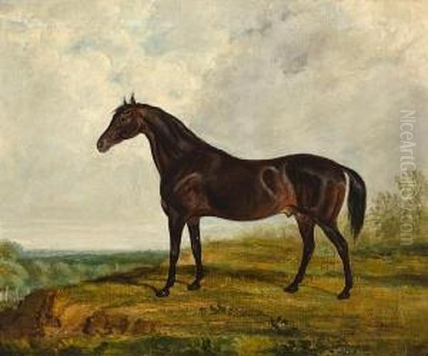 A Dark Bay Stallion In An Extensive Landscape - view 1