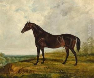 A Dark Bay Stallion In An Extensive Landscape